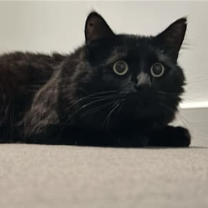 Picture of Delbert