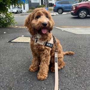 Picture of Arlo