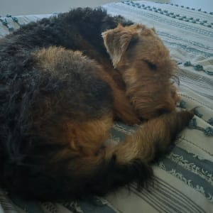 Picture of Daphne