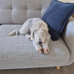 Picture of Polly