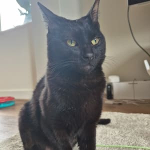Picture of Ziggy