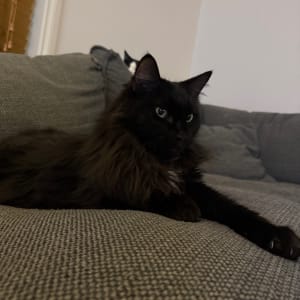 Picture of Rhaegal