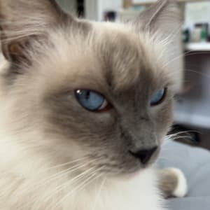 Picture of Finn