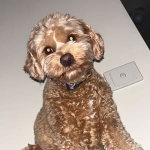 Picture of murphy