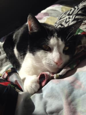 Picture of Monty