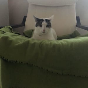 Picture of Charlie