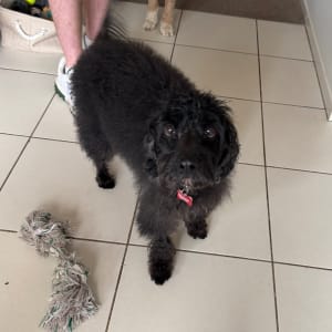 Picture of Buddy
