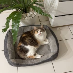 Picture of Lollie