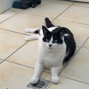 Picture of Moe