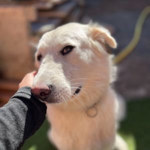 Picture of Athena