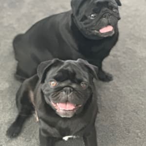 Picture of Olive