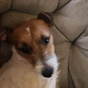 Picture of Nutmeg