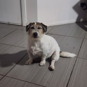 Picture of Rufus