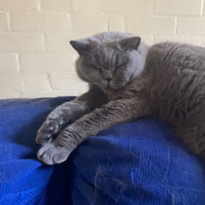 Picture of Willow