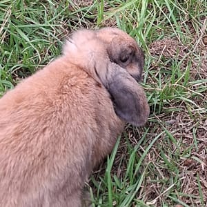 Picture of Ember