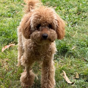 Picture of Bella
