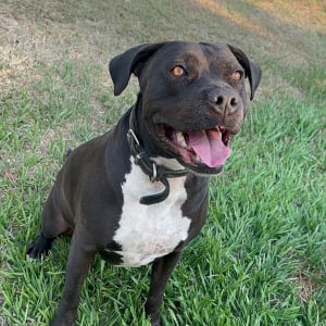 Picture of oakley