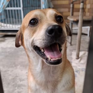 Picture of Mocha