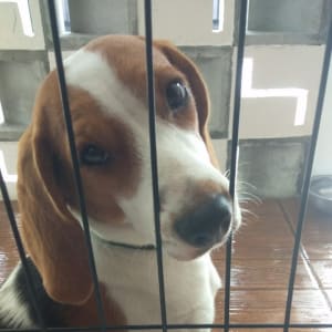 Picture of Molly