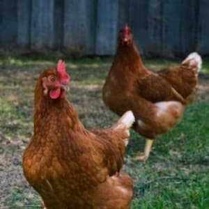 Picture of Perch, Bullett