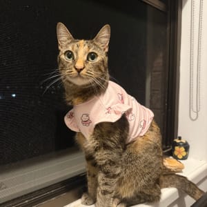 Picture of Princess Peachy