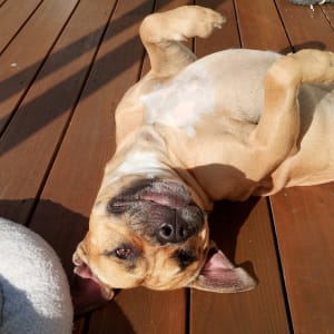 Picture of Brownie