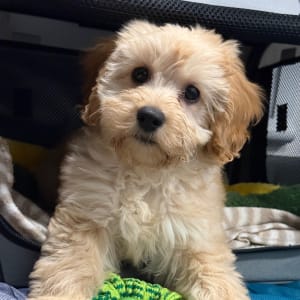 Picture of Hope