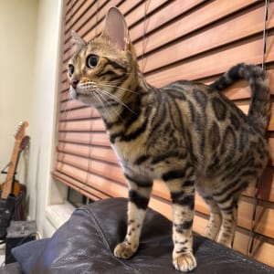 Picture of Tillerson