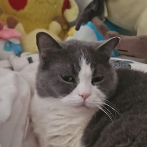 Picture of Dong Dong