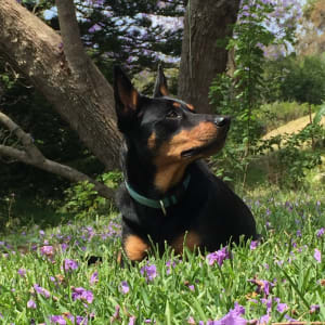 Picture of Juni