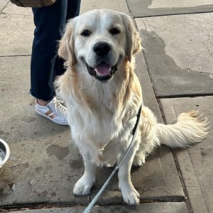 Picture of Goose
