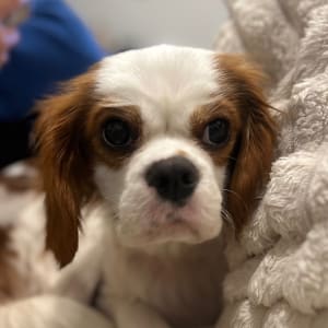 Picture of Charlie