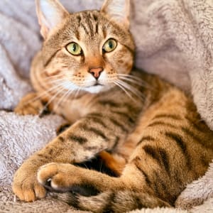 Picture of Perseus (Percy)