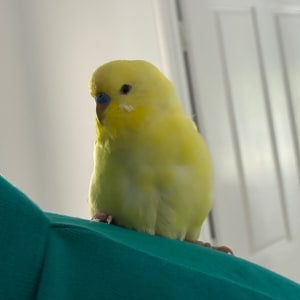 Picture of Moonlight