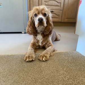 Picture of Charlie