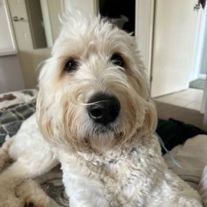 Picture of Murphy