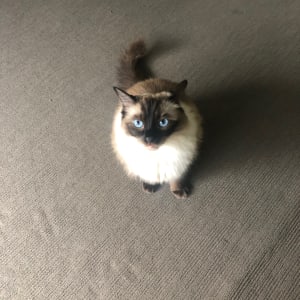 Picture of Dala