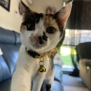 Picture of Tinkerbell