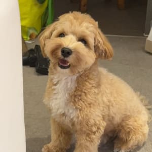Picture of Rocky