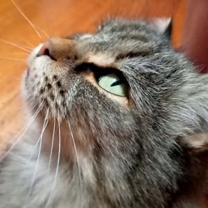 Picture of KitKat
