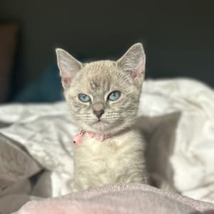 Picture of Nala