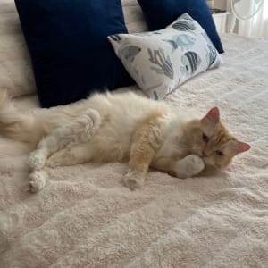 Picture of Casper