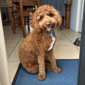 Picture of Alfie