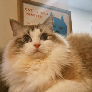 Picture of Haru