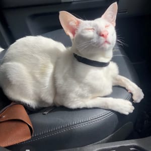 Picture of Osiris