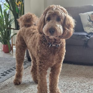 Picture of Benji