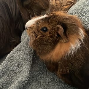 Picture of Mixie