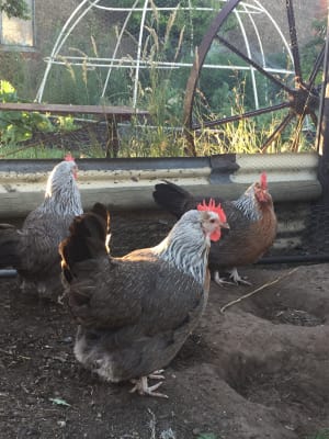 Picture of Chickens