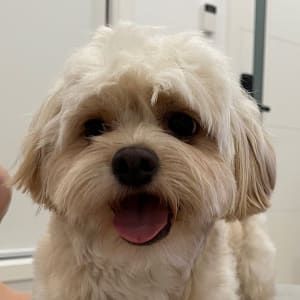 Picture of Taro