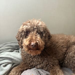 Picture of Lewis